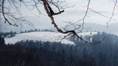 Karlı ve ağaçlı dağ manzarası