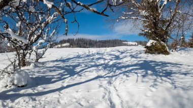Dağlardaki kış ormanı karla kaplıydı. yüksek kaliteli fotoğraf