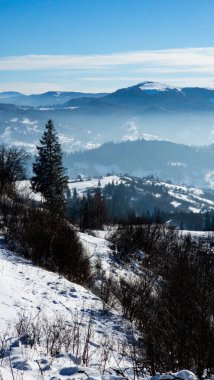 Karla kaplı ağaçlarla kaplı kış manzarası