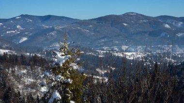 Ukrayna 'daki Karpat Dağları. Karlı kış manzarası