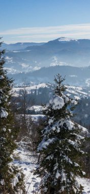 Karla kaplı ağaçlarla kaplı güzel kış manzarası