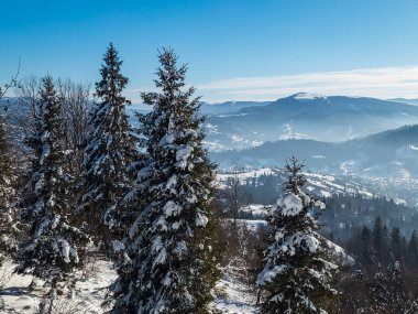Karla kaplı ağaçlarla kaplı kış manzarası