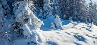 Kış ormanında köknar ağacı karla kaplıdır.