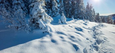 Karla kaplı ağaçlarla kaplı kış manzarası