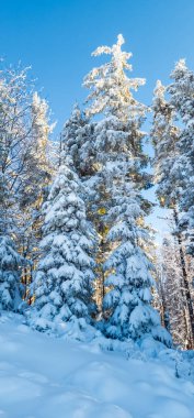 Dağlardaki karlı kış ormanı. Güzel doğa manzarası.