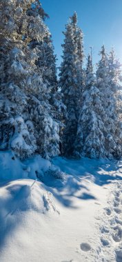 Dağlarda patikası olan kış ormanı