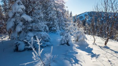 Karla kaplı ağaçlarla kaplı kış manzarası