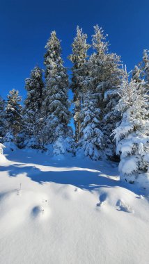 Karla kaplı ağaçlarla kaplı güzel kış manzarası