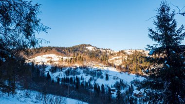Ormandaki ağaçlarla kaplı kış manzarası.