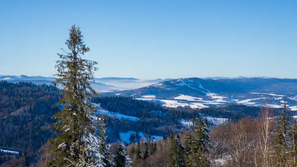 Karla kaplı ağaçlarla kaplı güzel kış manzarası