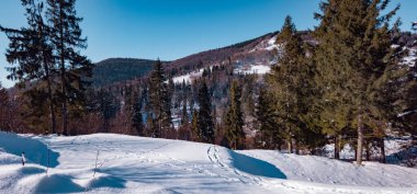 Karla kaplı ağaçları olan güzel bir manzara.
