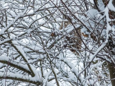 Ormandaki ağaç dalları