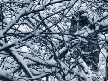 Baykuş karla kaplı ağaçta