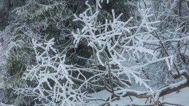 kış karla kaplı ağaç