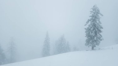 Karla kaplı ağaçlarla kaplı kış manzarası