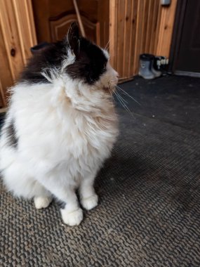 Sokaktaki beyaz kedi