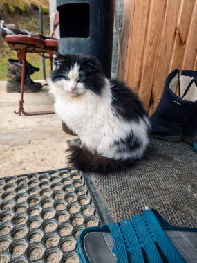 Kedi avludaki ahşap bir masada yatıyordu.