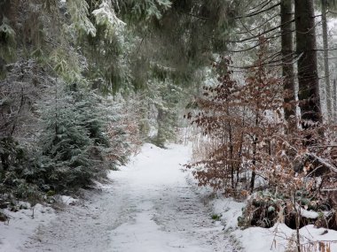 Kış karla kaplı orman