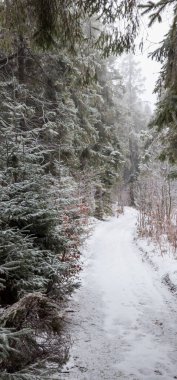 Kış ormanındaki bir yolun dikey çekimi.