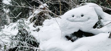 Karda beyaz kar ayısı