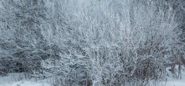 Aralıkta kış ormanlarında karla kaplı ağaçlar.