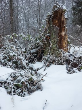 Ağaç dallarıyla kaplı kış ormanı.
