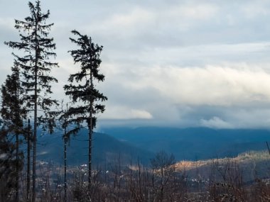 Çam ağacıyla güzel bir dağ manzarası