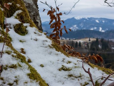 Dağın tepesinde karla kaplı ağaç gövdesi