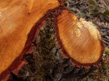 Bir odun yığınına yakın.