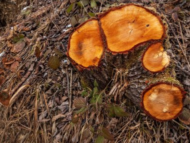 Ormanda ağaç kütüğü