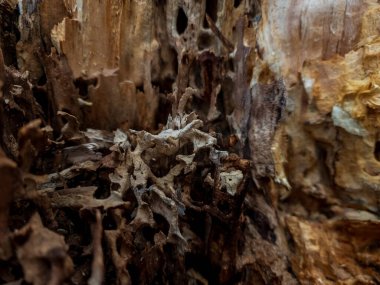 Ağaç kabuğunun yakın plan çekimi doğada, dokularda ve arka planda