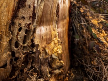 Doğal desenli eski ahşap doku.