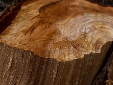 Doğadaki bir ağaç kesiği..