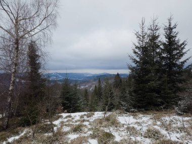 Bir sürü çam ağacı olan kışın bir dağ..