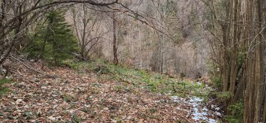 Ormandaki güzel bir yol görüntüsü.