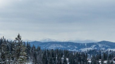 Karlı kış manzara köknar ağaçları ile