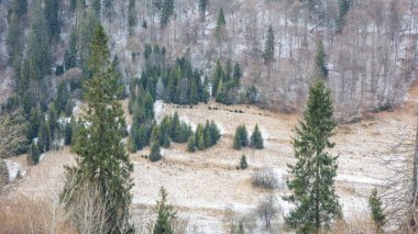 Ormanın güzel manzarası
