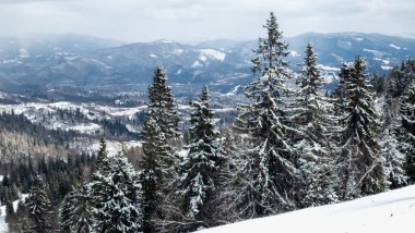 Kış dağlarında karla kaplı ağaçlar