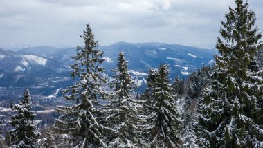 çam ağaçları ile kış manzarası