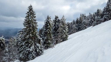 Karlı dağ manzarası, bulutlu bir günde kar ve köknar ağaçları. Kış manzarası