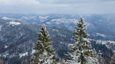 Kar ve ağaçlarla kaplı kış manzarası
