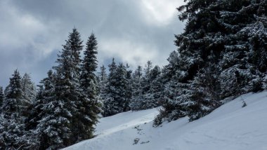 Kış manzarası, Karpatya dağlarında karla kaplı ağaçlar.