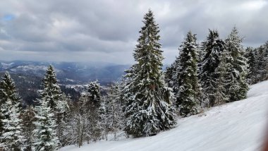 Ağaçlarla dolu güzel kış manzarası