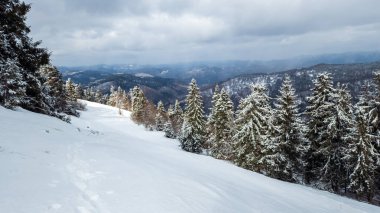 Karpatya dağlarında karlı kış manzarası. ukraine
