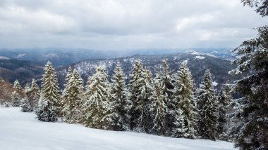 Güzel kış manzarası. Arkasında karla kaplı ağaçlar ve dağlar var.