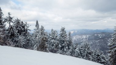 Karla kaplı ağaçlarla kaplı güzel kış manzarası