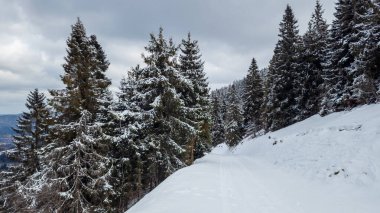 Karla kaplı ağaçlarla kaplı güzel kış manzarası