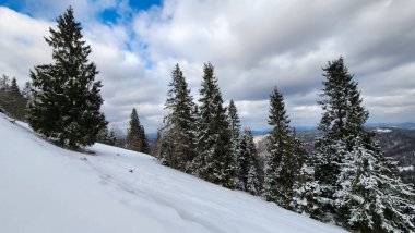 Karla kaplı ağaçlarla kaplı güzel kış manzarası