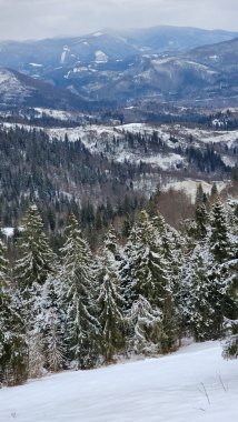 Karla kaplı ağaçlarla kaplı kış manzarası