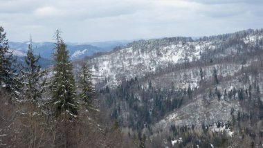 Karpatlar 'da kış ormanı manzarası